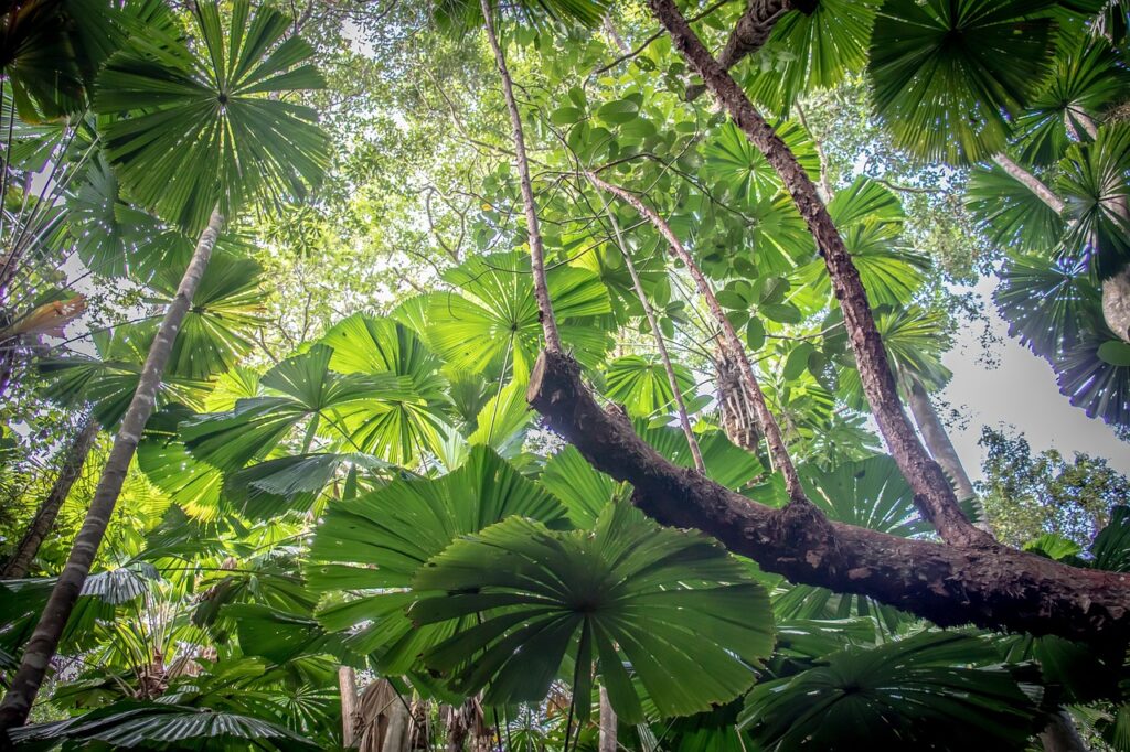 daintree, rainforest, australia-4673212.jpg